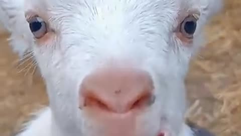 animal