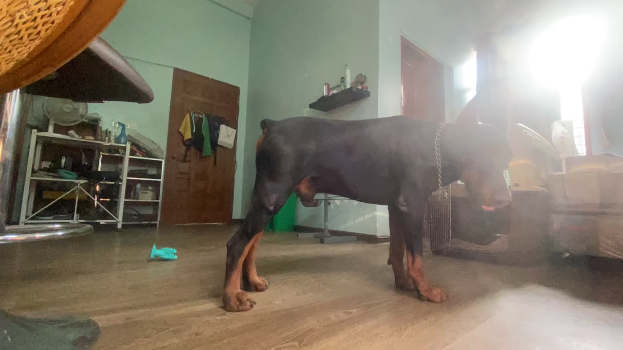 Training Doberman to Get in Kettle