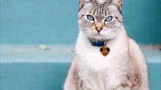 30 segundos de gatos.❤🐈