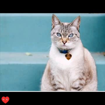 30 segundos de gatos.❤🐈