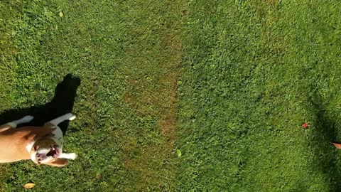 Two beagle dogs bark at a flying drone overhead
