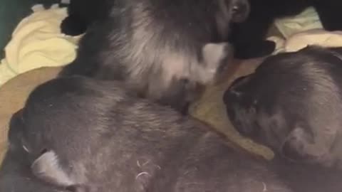 Playing with the puppies. Labrador dog