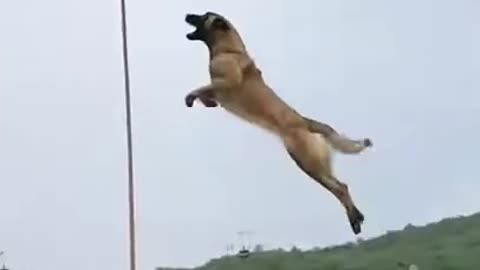 Army Dog jump and catching