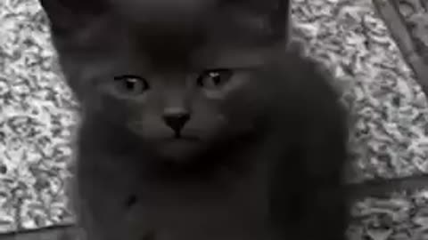Bodega Cat KIDNAPPED in Brooklyn