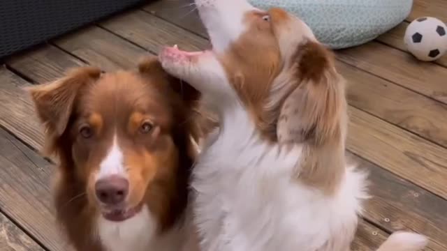 Dogs | dog | doggy | dogslove | doglover | puppy | doggylove | pets | pet | petlover | animals
