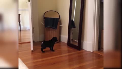 Dog Reaction to Dog Mirror - Funny Dog Mirror Reaction Compilation