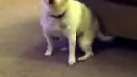 Dog dance Funniest Animals 🐼