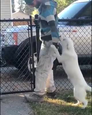 Una perrita ciega y sorda enloquece de alegría cuando siente que su papá está llegando a casa