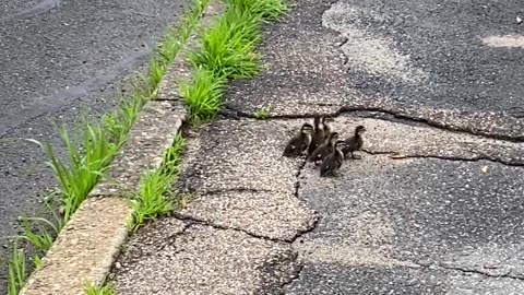 Orphaned Ducklings Helped Across Road