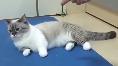 Owner shooted his beautiful cat.😲😲
