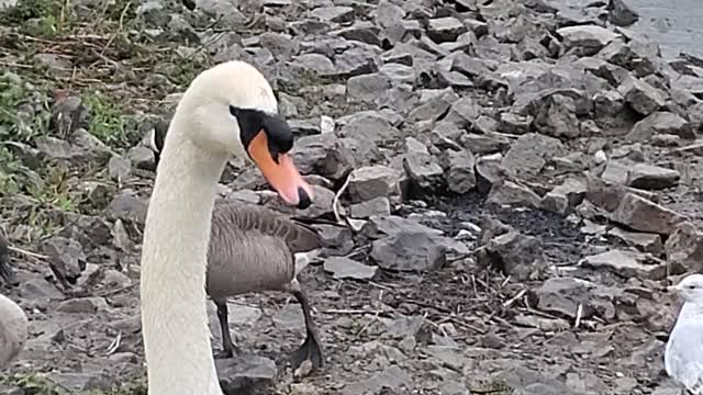 Beautiful swan in the rain