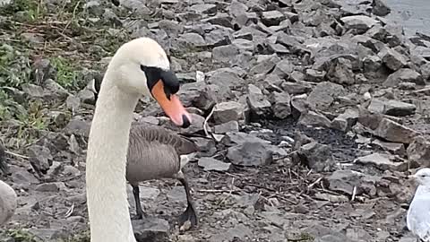 Beautiful swan in the rain