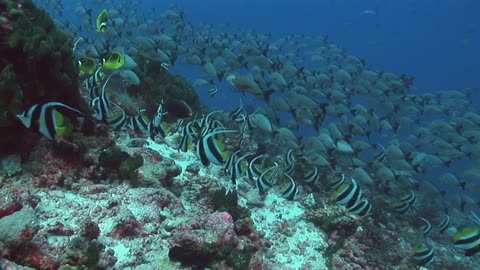 Tropical Fish Banner Fish on Coral Reef 3