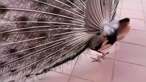 Cat vs Peacock Compilation