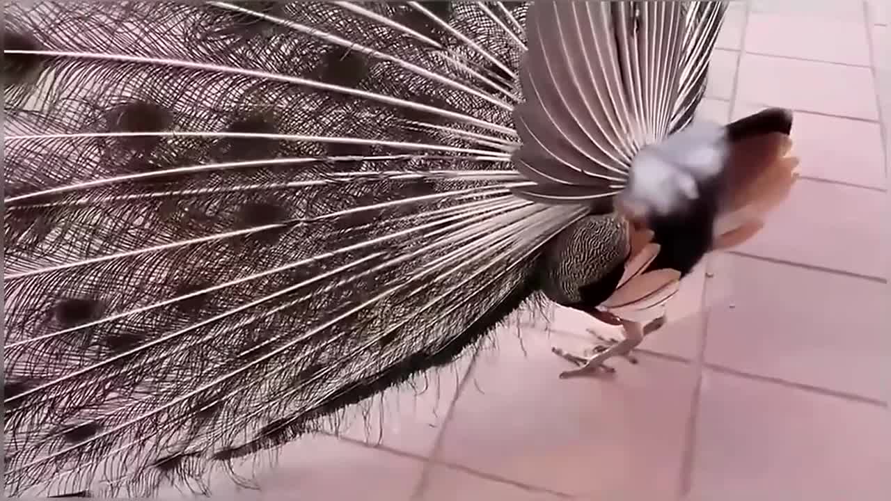 Cat vs Peacock Compilation