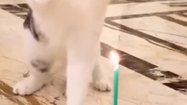 Cutiee cat