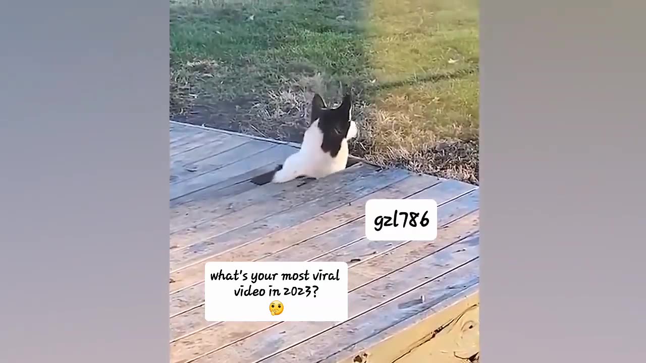 Funny animals video clips 😹👈🏻😹👉🏻😹