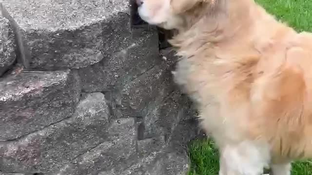 Dog wanted be friend with squirrel🐿️..
