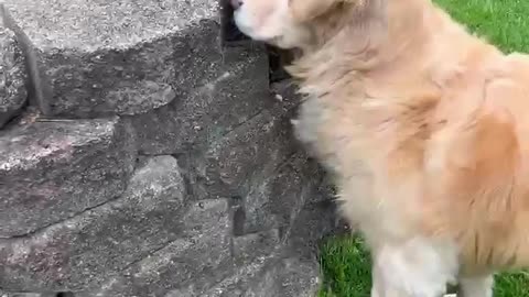 Dog wanted be friend with squirrel🐿️..
