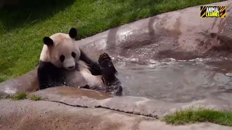 Top 5 Most Unexpected Dangerous Animals