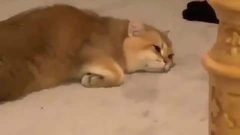 tired cat