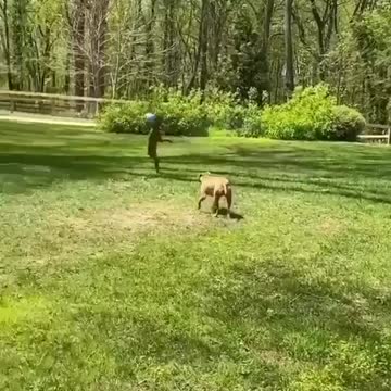 Get a Pitbull they said, they’re a normal dog they said