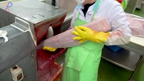 Cut 20 Tons of Tuna per Day. Korean Seafood Factory