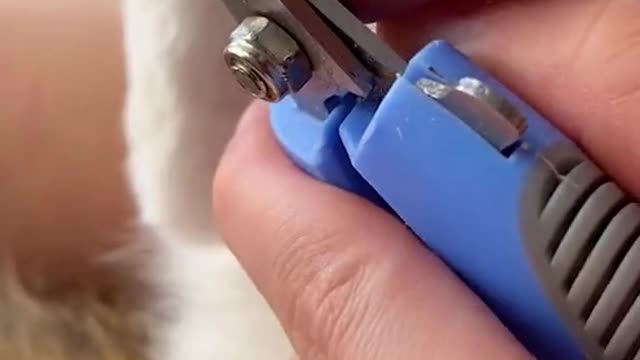Funny Animal Videos that Make Me Burstnto Tears Laughing (CUTE) #shorts