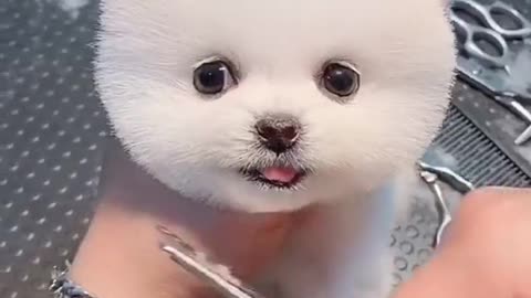 Beautiful Haircut of the cutest doggie