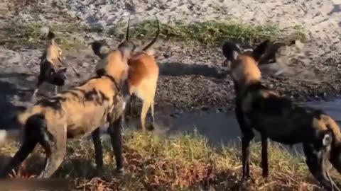 Deer And Dog Adventure