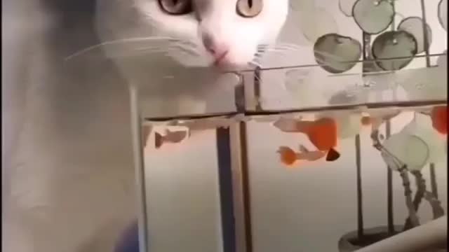 Hahaha cat funny video🤣😂