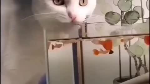 Hahaha cat funny video🤣😂