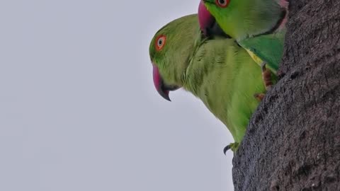 Wildlife & Funs