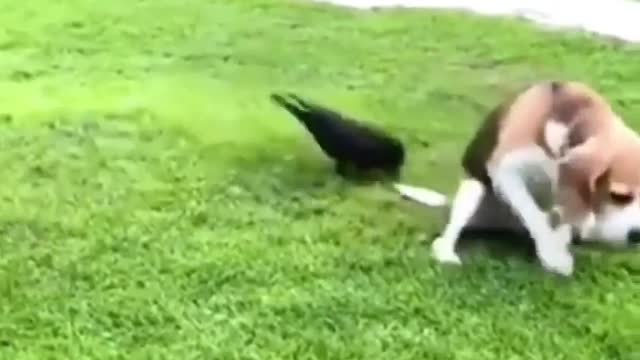 How a Dog saved his @ss from a crow funny video