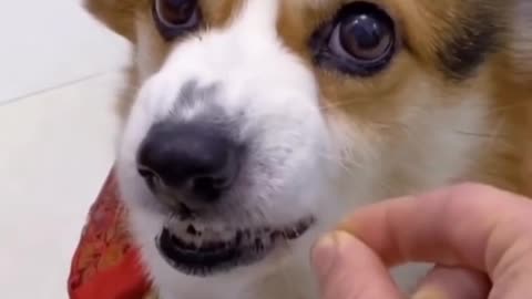 Cute Dogs and Cats - Making you smile :)