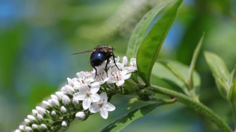Fly on Gooseneck Flowers