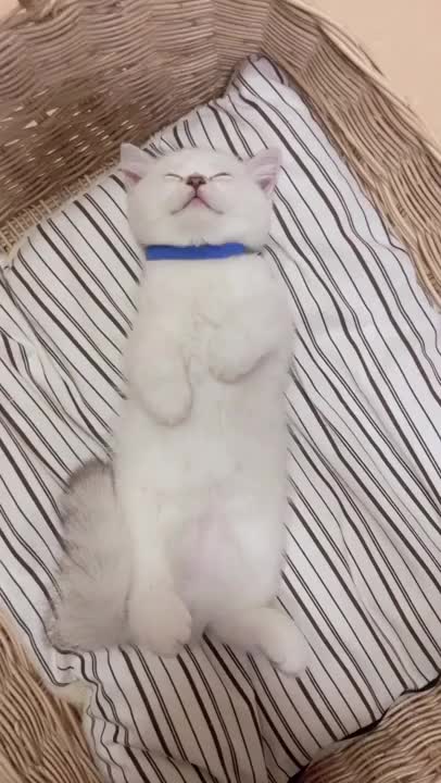 o Not Disturb Me Iam So Sleepy #shorts #catsofyoutube #cat #shorts