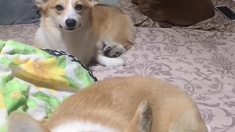Can't stop laughing animals cats and dogs🐈😺 Cute #83💋🥺