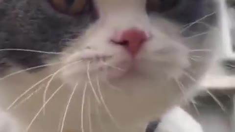 Funny Moments Animals - Best Of The Adorable Pets