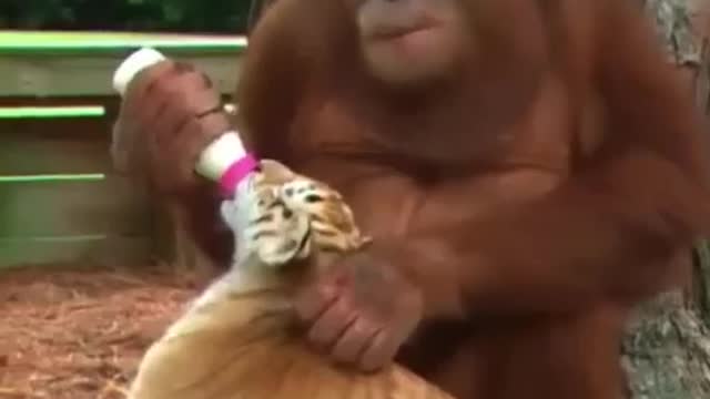 Friendship of a Tiger & Monkey