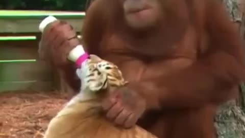 Friendship of a Tiger & Monkey