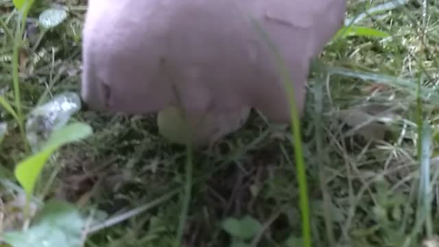 Mushrooms