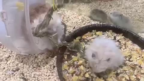 Wow, wow, how many hamsters
