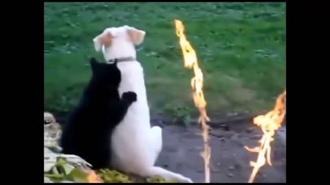 Funny Cats Compilation - This made my day