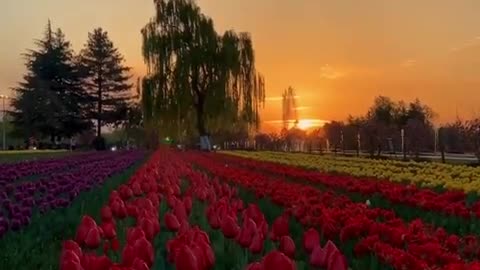 Tulip garden