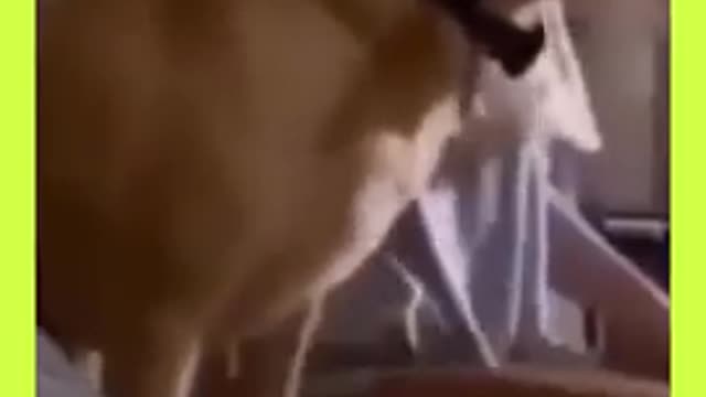 Dogs - Baby dogs - funny and fluffy (10) / Cães - Filhotes - engraçados e fofos (10) #shorts