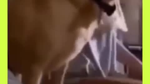 Dogs - Baby dogs - funny and fluffy (10) / Cães - Filhotes - engraçados e fofos (10) #shorts