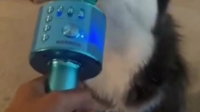 OMG |😲 THESE DOGS ARE SO 🐶 Ultimate Baby Dog |🐕SMART AND FUNNY ||🤣Funny Dog Videos 2021🤣 🐶|