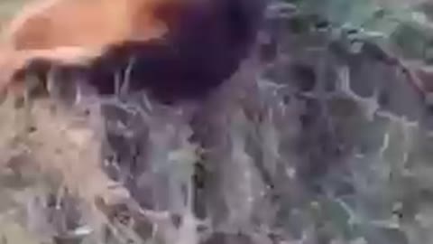 Funny animals 🤣