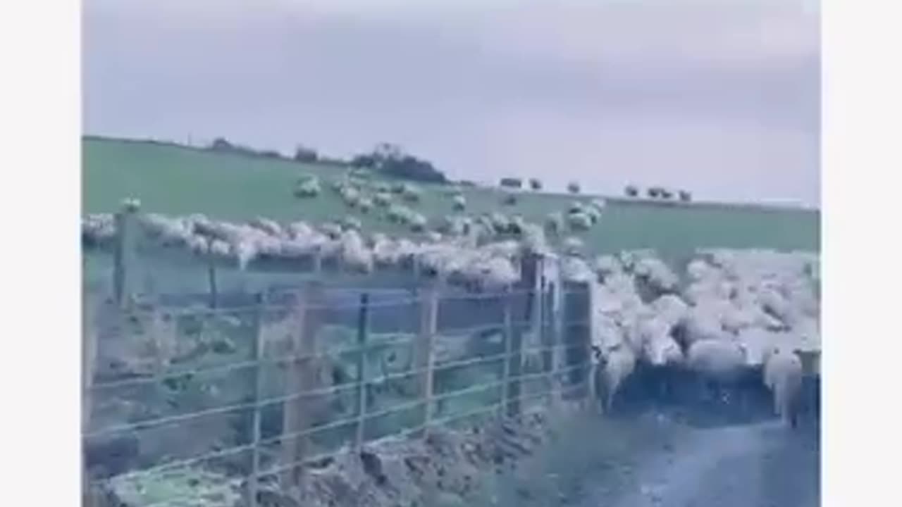 Wow - Trained Dog - Gog run cattle farm- Amazing Funny Video